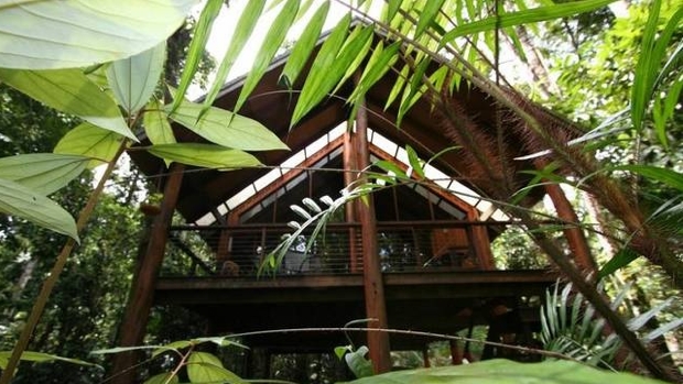 The Canopy Rainforest