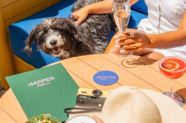 Meet Harper, Sydney’s newest, biggest, most glamourous and dog friendly  rooftop n’ pool at the Kimpton Margot Sydney Hotel