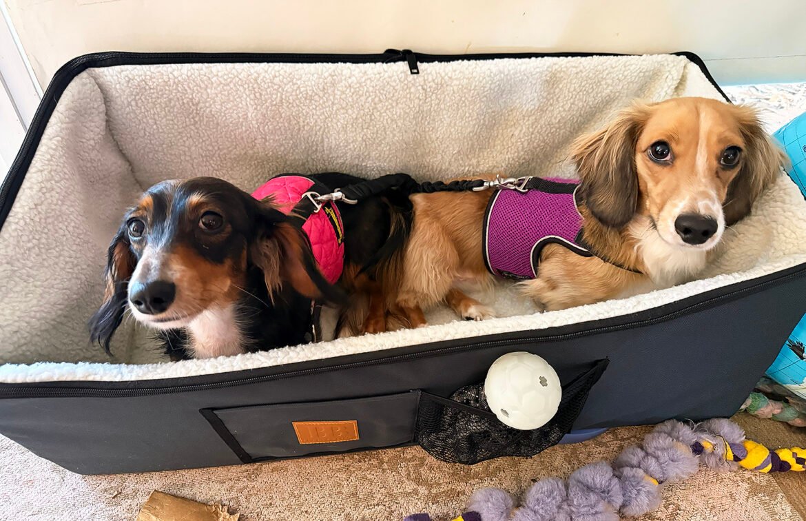 dog bed